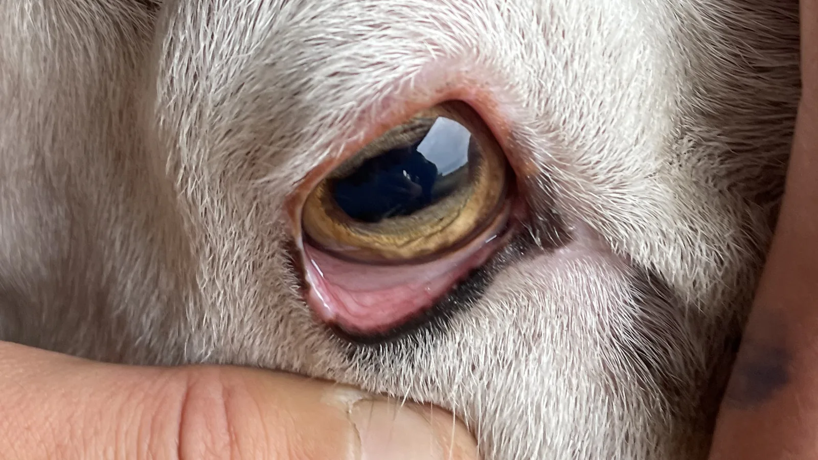 Close view of a ewe's lower eyelid with intermediate pink colouring during an on-farm check.