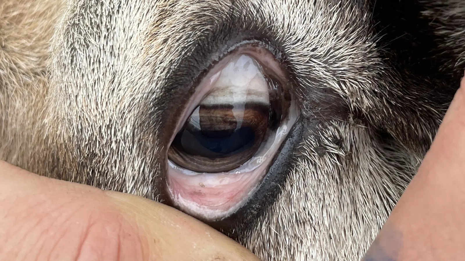 Close view of a ewe's paler lower eyelid held open during an on-farm check.