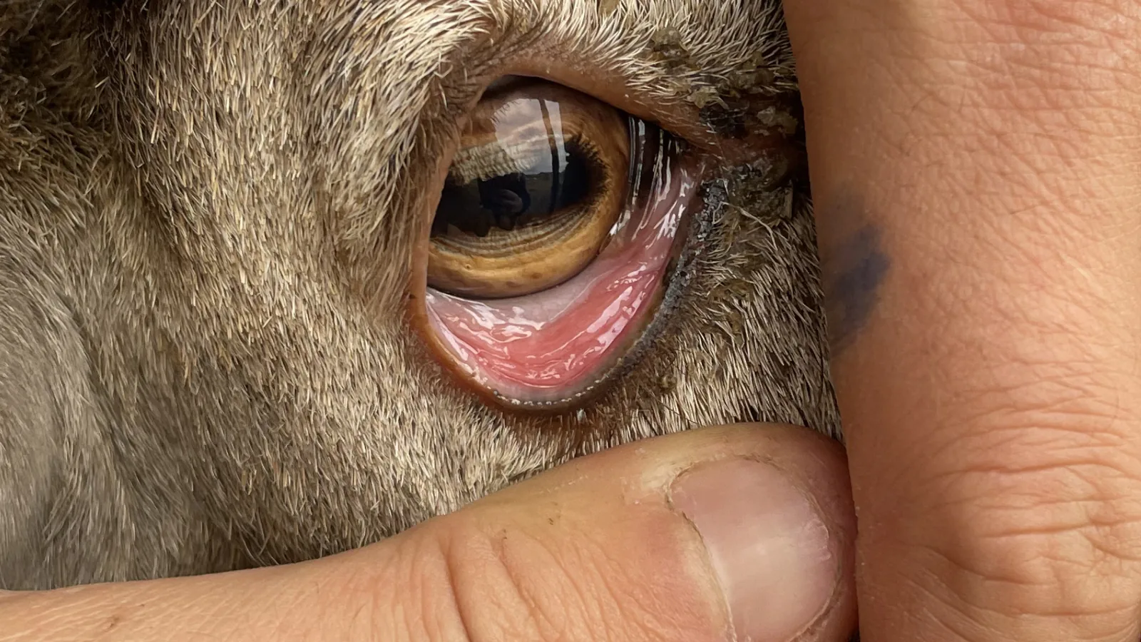 Close view of a ewe's redder lower eyelid held open during an on-farm check.
