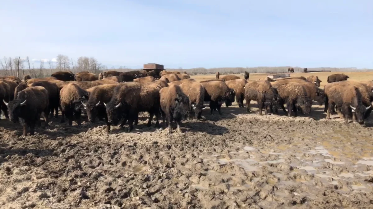 Bison gathered in a farmyard under a clear sky.