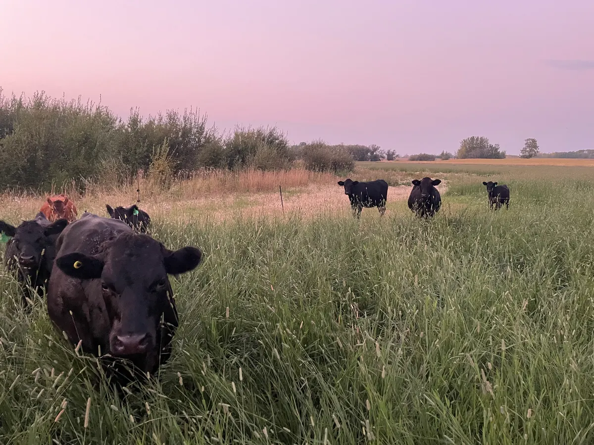 Cattle standing in tall pasture grass beside trees.