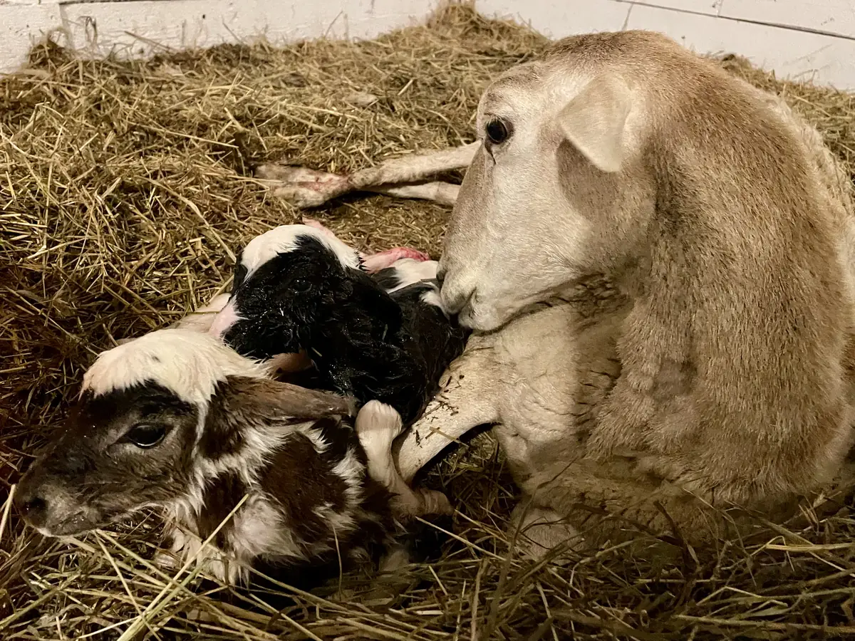 Ewe beside two newborn lambs on straw bedding.