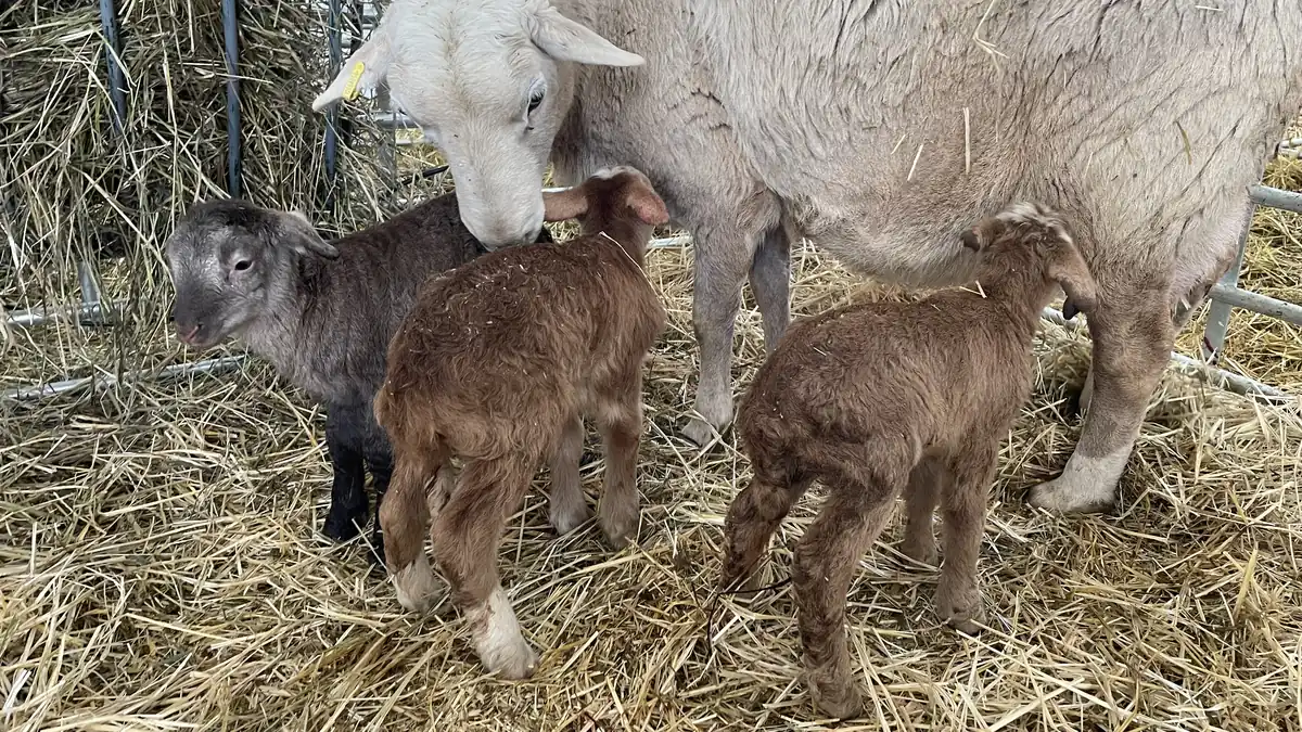 A ewe with three young lambs in a straw-bedded pen.