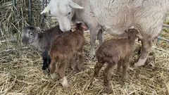 A ewe with three young lambs in a straw-bedded pen.