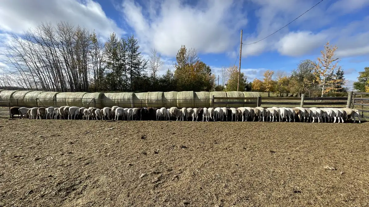 A long row of sheep feeding beside stacked round bales.