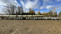 A long row of sheep feeding beside stacked round bales.