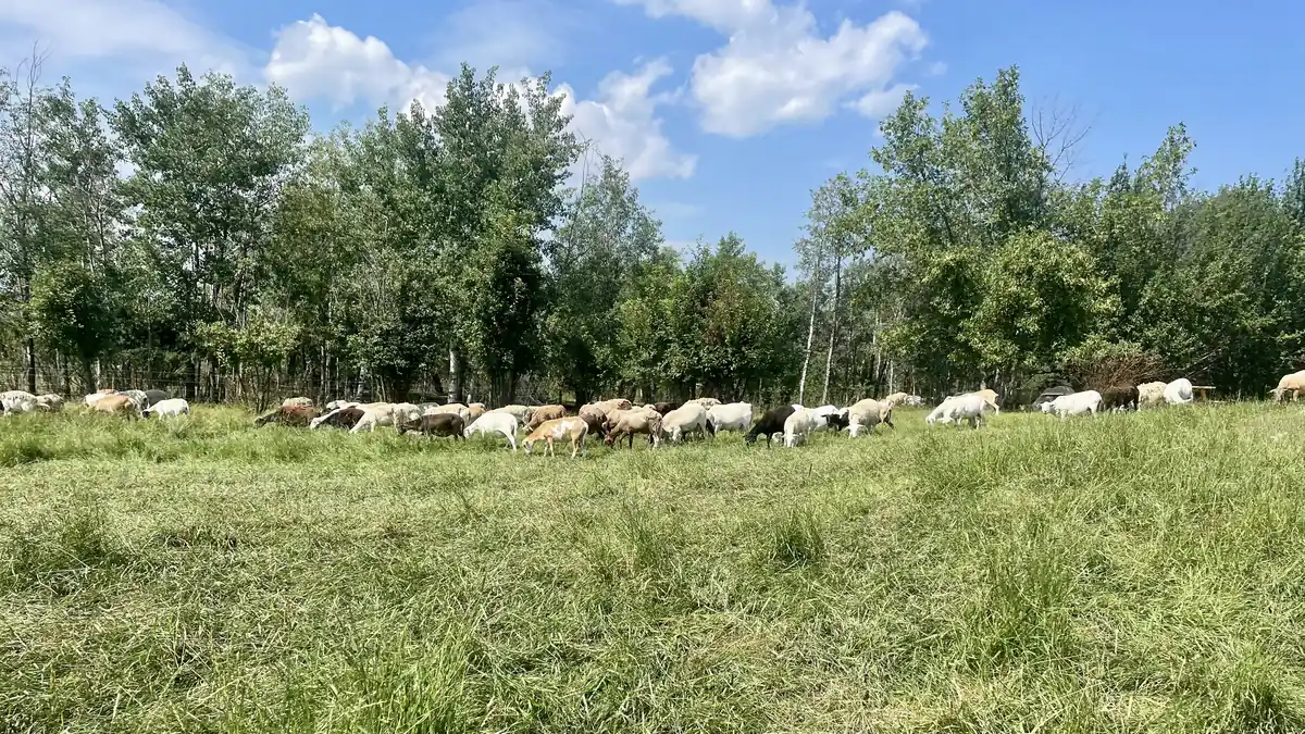 A flock grazing beside a line of leafy trees.