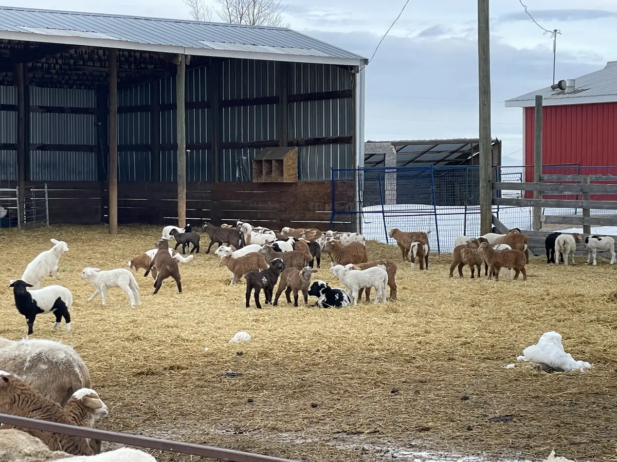 Lambs with varied coat colours standing and jumping in a straw-bedded yard.