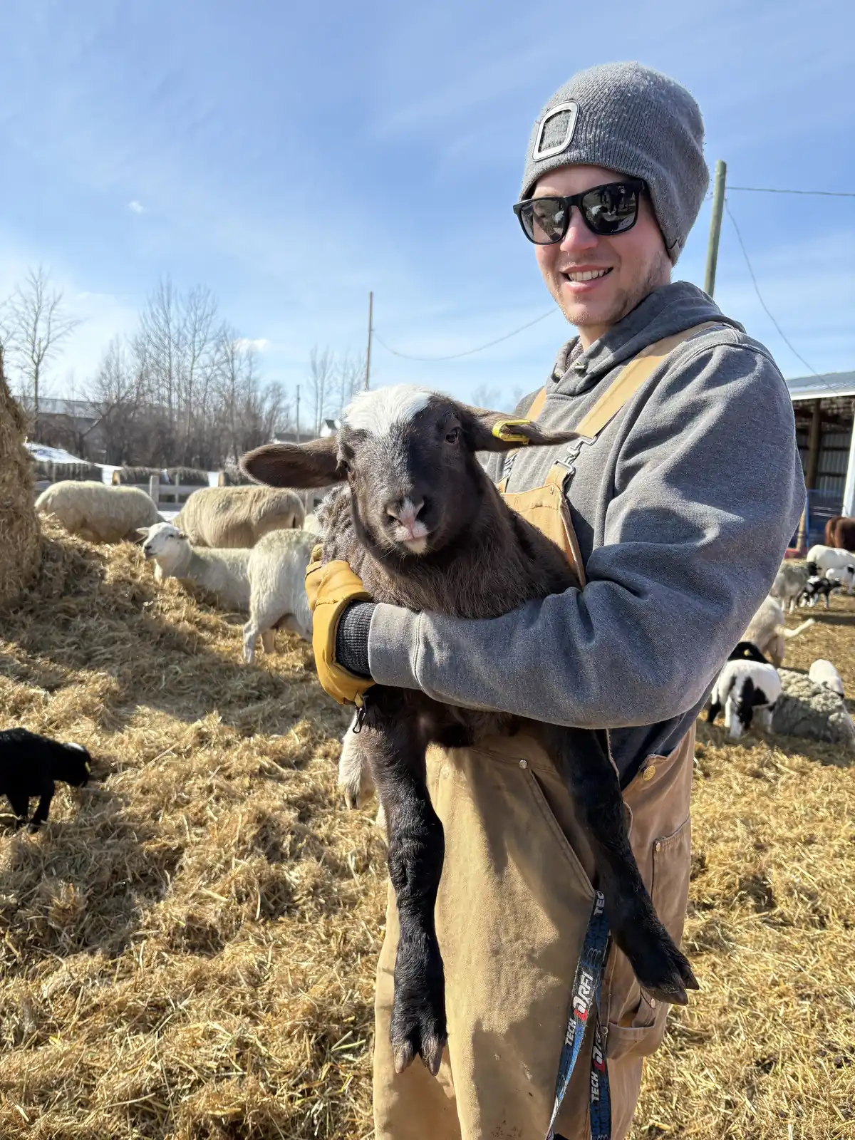 Jerremy Lewis holding a large lamb in the sheep yard.