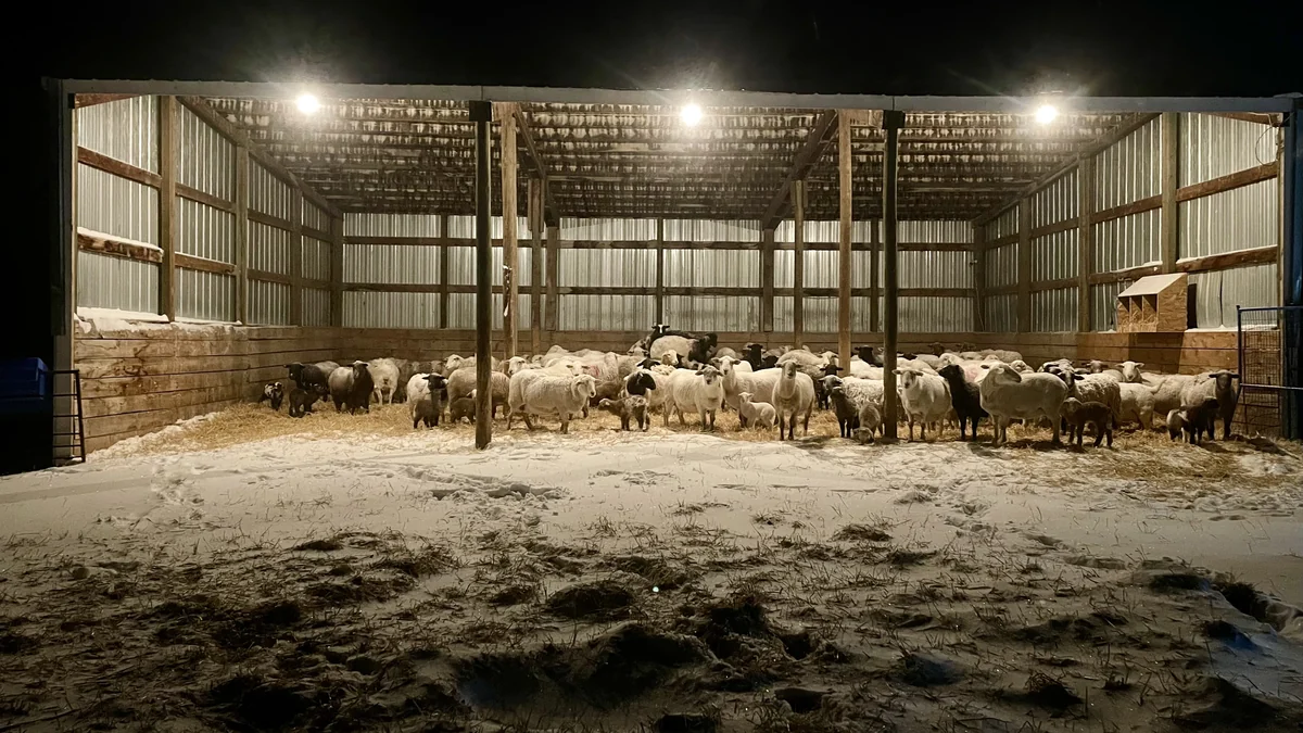 Sheep standing inside a brightly lit open barn at night, with snow outside.
