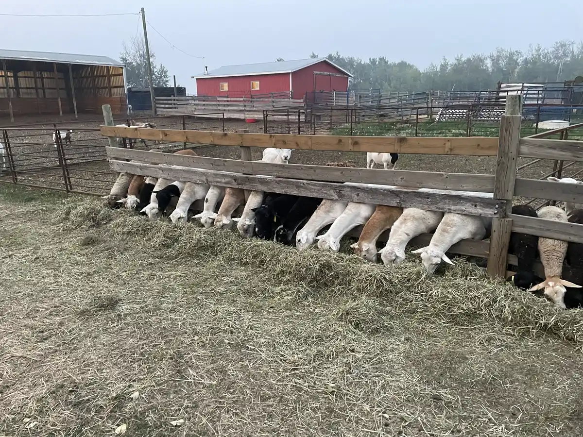 A row of sheep eating hay through a wooden feed rail in the yard.