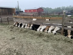 A row of sheep eating hay through a wooden feed rail in the yard.