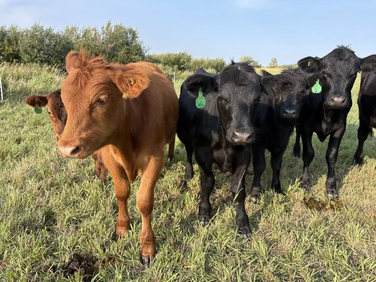 Red and black cattle with ear tags standing in green pasture.