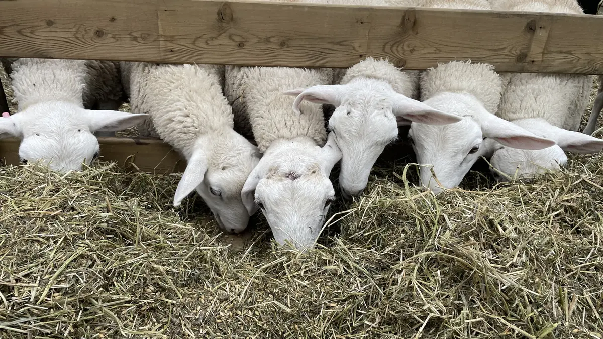 White sheep eating hay through a wooden feed rail.
