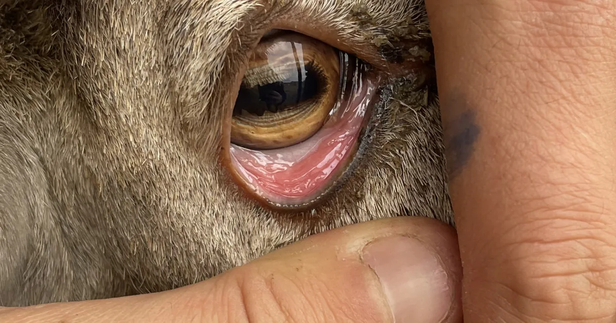 Close view of a ewe's redder lower eyelid held open during an on-farm check.
