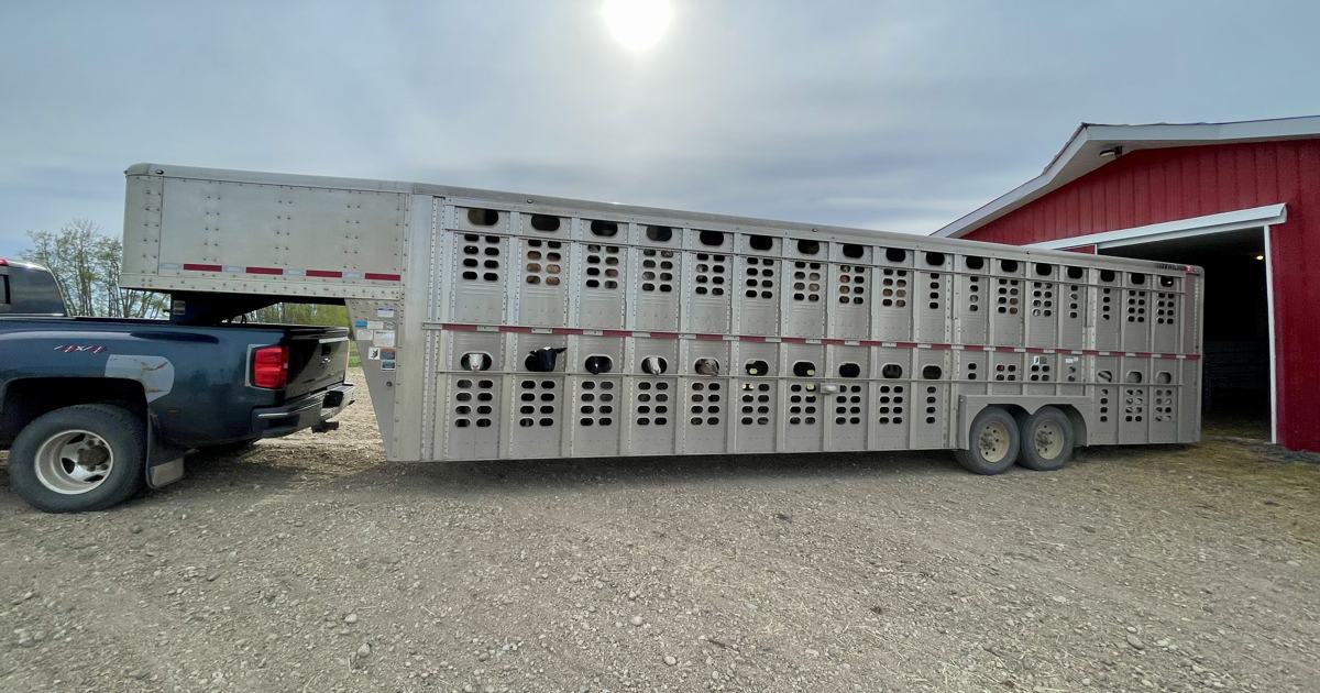 Sheep visible through the openings of a livestock trailer beside a red barn.
